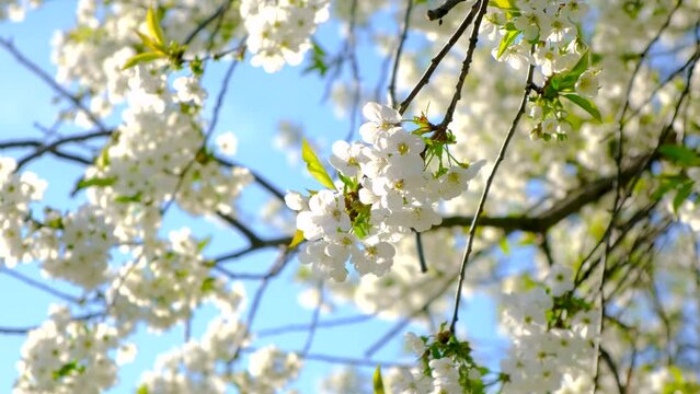 Blooming spring trees against the sky. Selective focus.