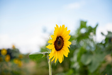 Bumblebee sitting on a beautiful blooming yellow sunflower