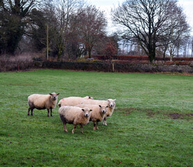 Fototapeta na wymiar Sheep in Ireland