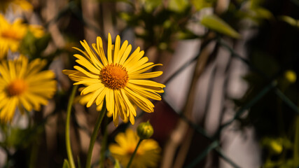 przepięknie rozwinięty Omieg wschodni © Ignacy