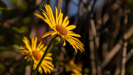 przepięknie rozwinięty Omieg wschodni © Ignacy