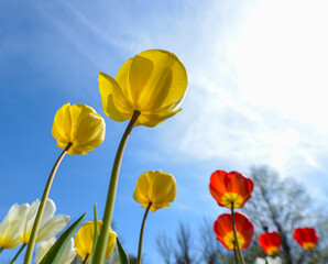 Yellow and red flowers with blue sky background