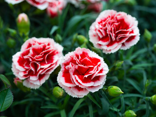 Sunny spring, Parents’ day carnation photo
