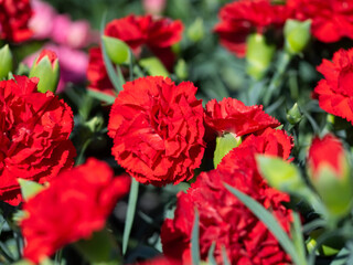 Sunny spring, Parents&rsquo; day carnation photo
