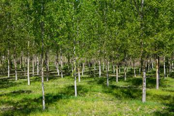 poplar grove lowland wood in the valleys of the river po for paper and cellulose industrial use
