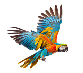 blue and yellow macaw ara ararauna on a transparent background (png). generative AI