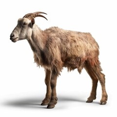 Goat isolated on white background (Generative AI)