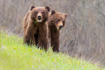 Grizzly Bear Cubs © Chris