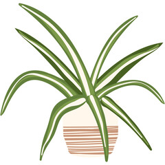 Sansevieria plant vector in house pot illustration