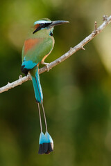 Obraz premium Turquoise-browed-Motmot