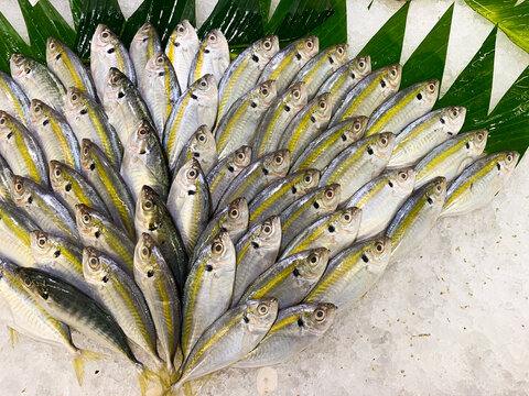 Fresh raw Yellow stripe scad or ikan selar in ice, neatly arranged on the market fish rack