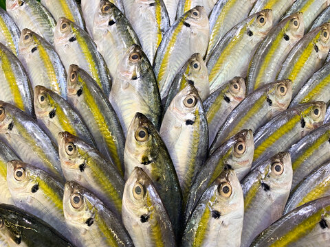 Close up yellow banded scad or ikan selar sold on market shelves neatly arranged so satisfying
