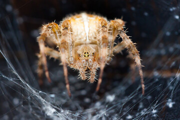 spider Araneus diadematus on a web