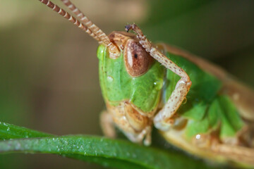 grasshopper on a leaf