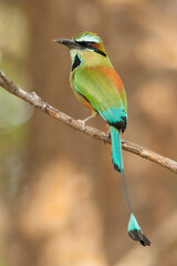 Turquoise-browed-Motmot
