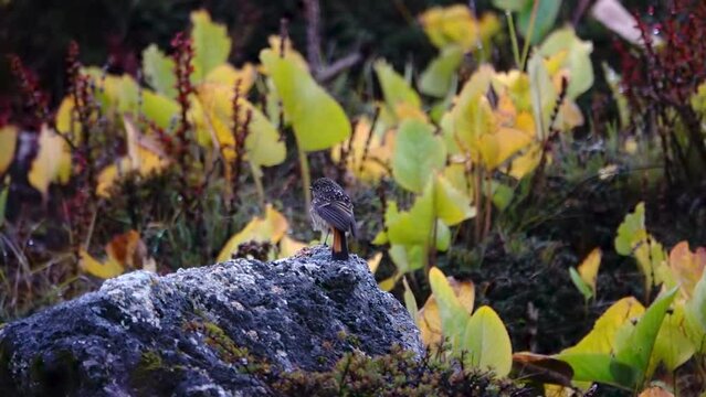 alpine accentor (Prunella collaris) bird,close up
 with blurry background, slow motion, himalaya, Everest National Park, Nepal, 2023,
