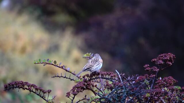 alpine accentor (Prunella collaris) takes off 
bird standing thorny dark brown tree with small leaves, slow motion, himalaya, Everest National Park, Nepal, 2023
