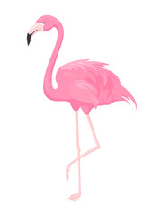 Pink flamingo. Vector illustration isolated on white background. Exotic tropical bird. For print design, wrapping, wallpaper, fabric, greeting card, baby shower