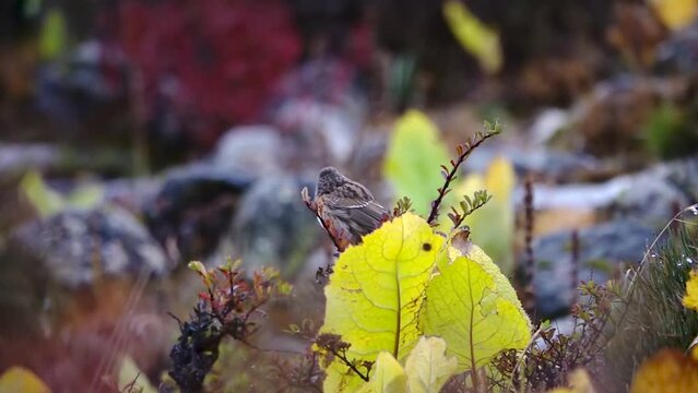 alpine accentor (Prunella collaris) bird standing on thorny dark brown tree
with blurry background, slow motion, himalaya, Everest National Park, Nepal, 2023,
