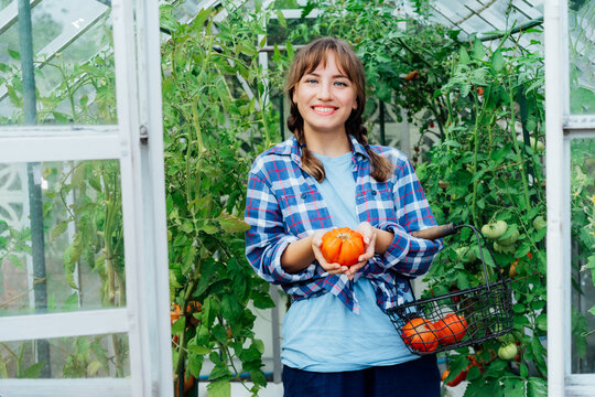 Young Smiling Woman Holding Ripe Red Beef Tomato, Just Picked In Green House. Harvest Of Tomatoes. Urban Farming Lifestyle. Growing Organic Vegetables In Garden. The Concept Of Food Self-sufficiency.