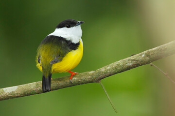 White-collared-manakin