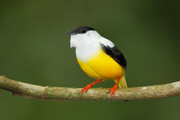Fototapeta premium White-collared-manakin