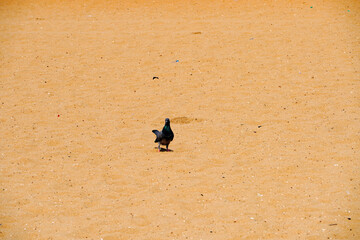 Bird on the beach. Pigeon standing in summer beach sand.