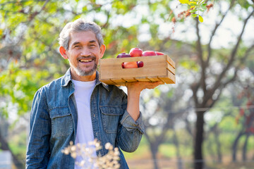 portrait a farmer carry harvested apples in wooden box on shoulder, concept of fruits garden,harvesting season