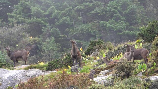 Himalayan Tahr (Hemitragus jemlahicus) mountain goat standing on a hill 
with pine trees close up, slow motion, himalaya, Everest National Park, Nepal, 2023,
