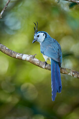 White-throated-Magpie-Jay
