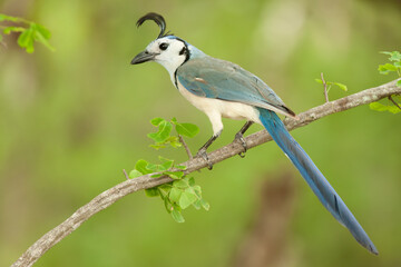 White-throated-Magpie-Jay