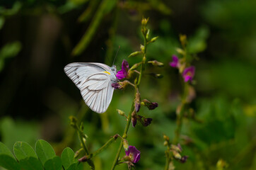 tropical butterfly perched on leaves in the forest