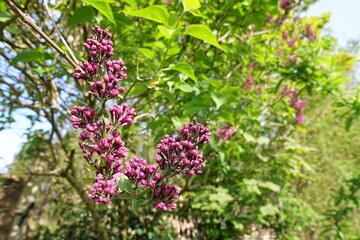Obraz premium Spring blossoming of lilac tree with purple flowers