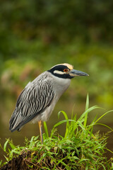 Yellow-crowned-night-heron