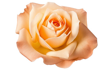 Cream colored rose flower with white tips on transparent background. Generative AI illustration