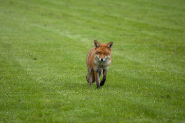 portrait of a pretty red fox