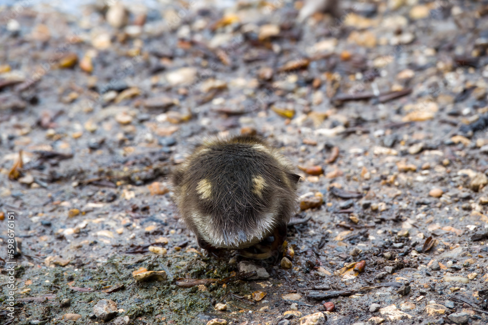 Canvas Prints close up of a duckling from behind