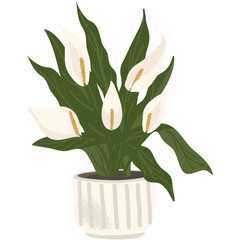 Blossom green plant vector calla lily in pot icon