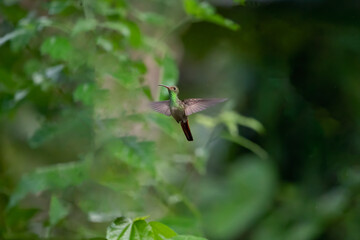 Green Violet-ear (Colibri thalassinus) hummingbird in flight isolated on a green background in Costa Rica