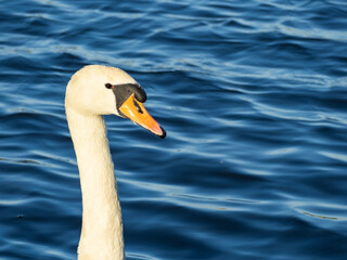 Beautiful white swan swimming in a small pond in a park Photographed during a sunny spring day. In this photo you can see gorgeous white swan surrounded with blue water.