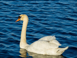 Beautiful white swan swimming in a small pond in a park Photographed during a sunny spring day. In this photo you can see gorgeous white swan surrounded with blue water.