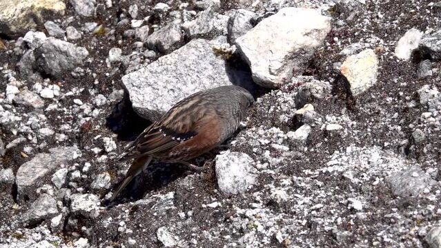 alpine accentor (Prunella collaris) bird on ground searching for food 
, himalaya, Everest National Park, Nepal,2023, slow motion
