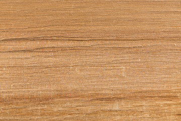 Birch wood texture