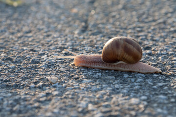 A closeup shot of a snail crawling on tarmak