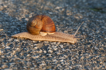 A closeup shot of a snail crawling on tarmak