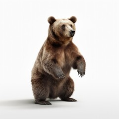 Fototapeta premium bear, animal, brown, wild, brown bear, mammal, wildlife, fur, grizzly, nature, zoo, animals, predator, ursus arctos, big, dangerous, danger, portrait, head, ursus, isolated
