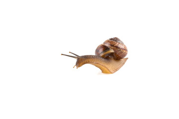Garden snail ,isolated on white