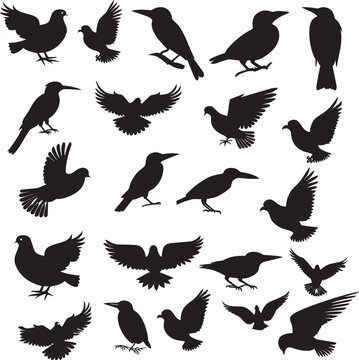 Different Types Of Birds Silhouette Vector