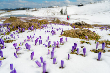 Majestic view of blooming spring crocuses poking from late snow in mountains.