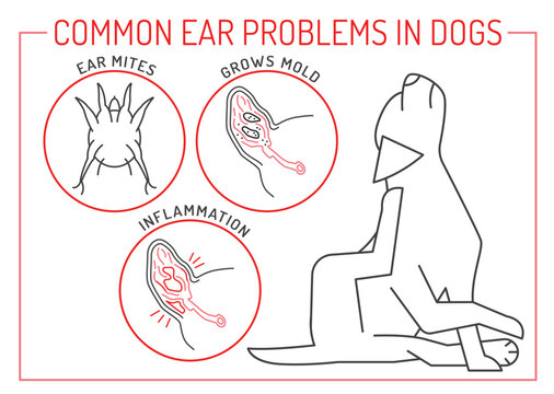 Ear mites, mold grow, inflammation. Common ear problems in dogs.